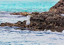 Ejemplar en las islas Galápagos.