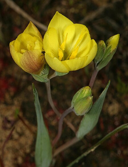 Geissorhiza ornithogaloides