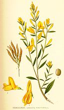 Genista tinctoria