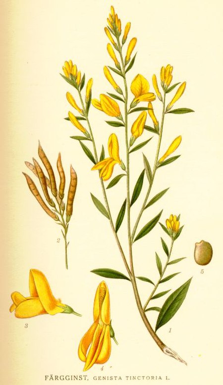 Genista_tinctoria