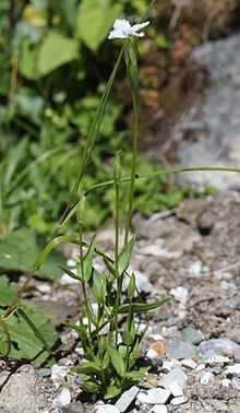 Gentianopsis yabei