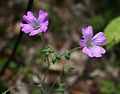 Geranium gracile