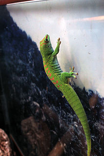 Seychelles giant day gecko Subspecies of lizard
