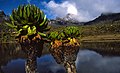 Giant Groundsels (Dendrosenecio keniodendron), Mount Kenya (22220742114).jpg