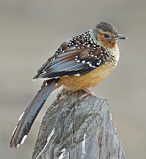 Beschreibung des .jpg-Bildes des Riesen-Lachdrossels (Ianthocincla maxima).