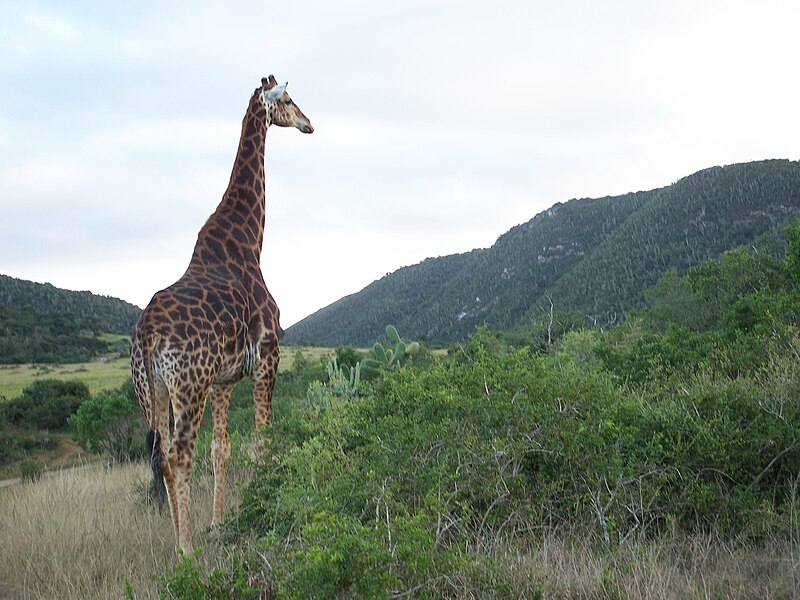 File:Girafa en Sud Àfrica, 2008 KARIEGA.JPG