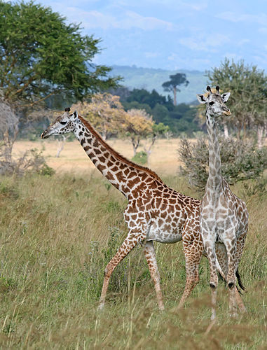 Пара жирафов (Giraffa camelopardalis) в национальном парке Микуми, Танзания