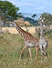 28 Commons:Picture of the Year/2011/R1/Giraffes Mikumi National Park.jpg