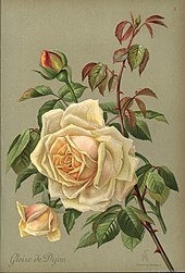 Rose (fleur) — Wikipédia