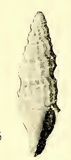 <i>Glyptaesopus phylira</i> species of mollusc