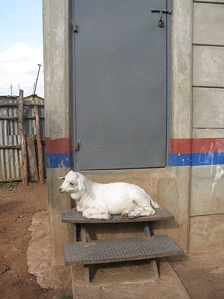 File:Goat lying on the stairs of a urine-diverting dry toilet (UDDT) in low-income area Bulbul near Nairobi, Kenya (10543178836).jpg