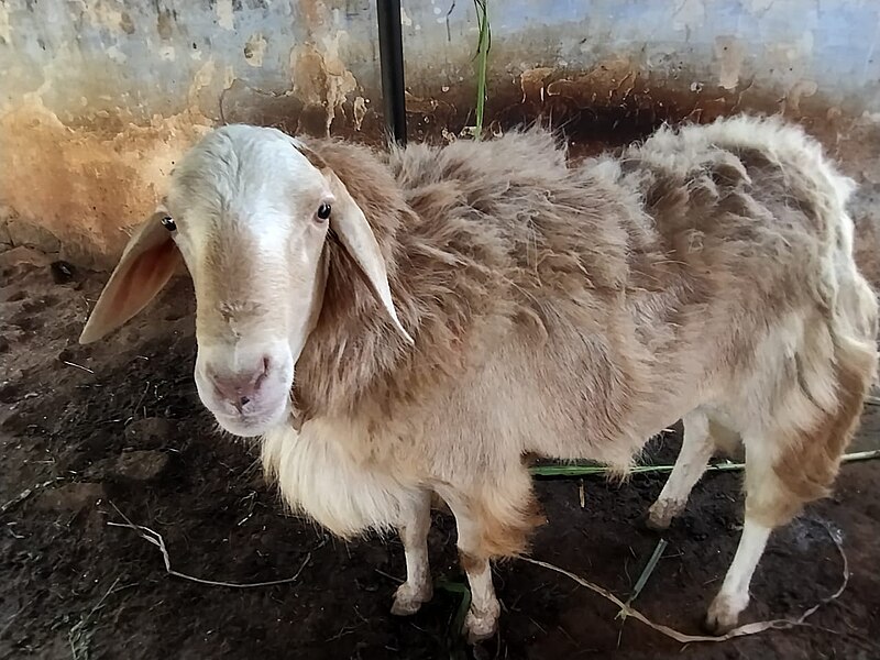 File:Goat with nature.jpg