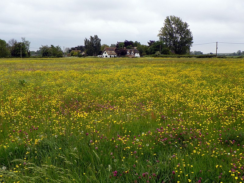 File:Godmanchester to St Ives 073 Meadow in Hemingford Abbots (22269721986).jpg