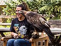 * Nomination Golden eagle with handler at the Aspen Center for Environmental Studies. --Rhododendrites 03:50, 20 September 2017 (UTC) * Promotion Good quality, and good-looking members of two species. :-) -- Ikan Kekek 06:28, 20 September 2017 (UTC)