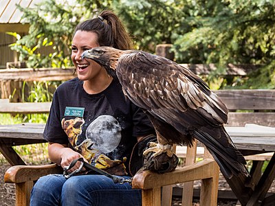 Golden eagle with handler in Aspen, Colorado