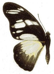 Graphium almansor.JPG