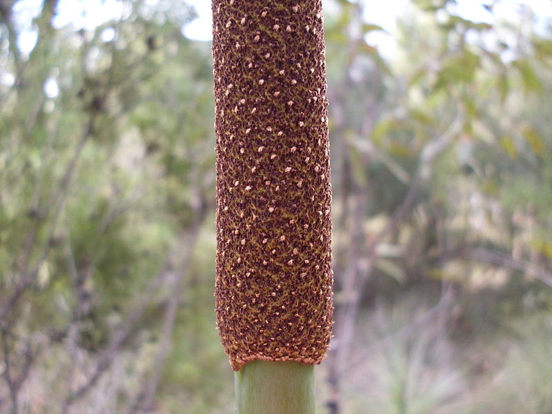 File:Grass Tree (3558491087).jpg