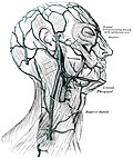 Thumbnail for Pterygoid plexus