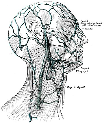 Plex venos pterigoid