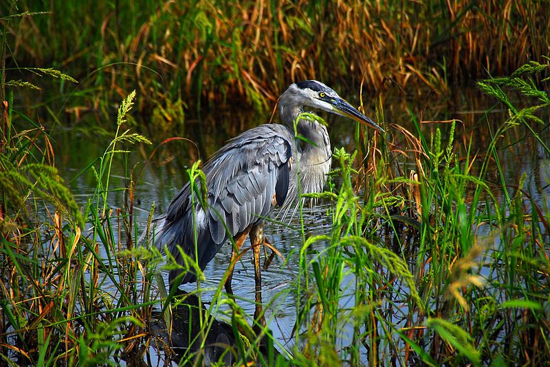 File:Great Blue Heron - Flickr - Andrea Westmoreland (2).jpg