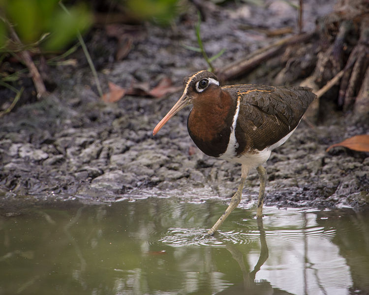 File:Greater Painted-snipe (Female).jpg