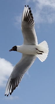 Deutsch: Flugbilder von Möven English: Gulls in flight Laridae in flight (cat.)