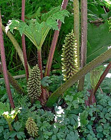 Fleurs et feuilles de nalca (Gunnera tinctoria). Les feuilles sont comestibles.