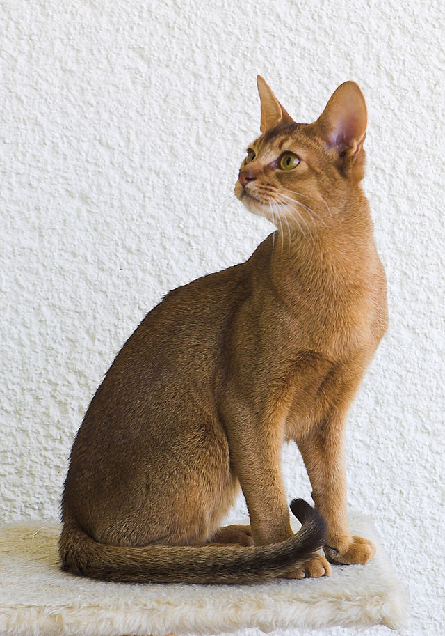 cat - Wikipedia
