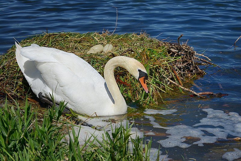 File:Höckerschwan mit Nest, Cygnus olor, nests with eggs 13.JPG