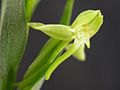 Habenaria josephensis