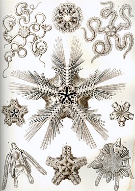 Haeckel Ophiodea.jpg