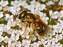 Halictidae - Halictus gemmeus.JPG