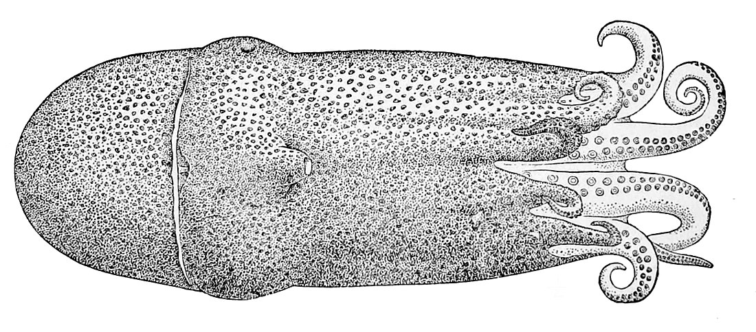 Haliphron atlanticus