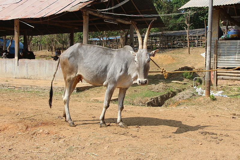 Most Popular Cows Of Indian Breed