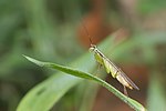 Hapalopeza nilgirica-Kadavoor-2016-03-30-002.jpg