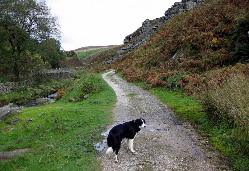 File:Hebden North Yorkshire collie in Hebden Gill.jpg