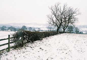 Hedge in winter.jpg