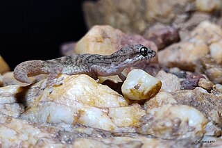 <span class="mw-page-title-main">Reticulate leaf-toed gecko</span> Species of lizard