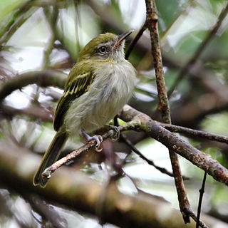 White-bellied tody-tyrant Species of bird