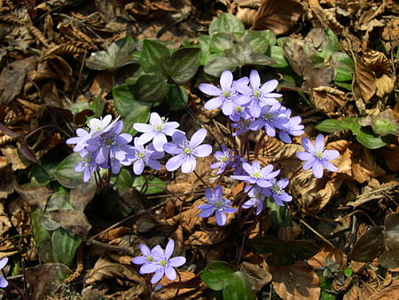 Hepatica (Ranunculaceae)