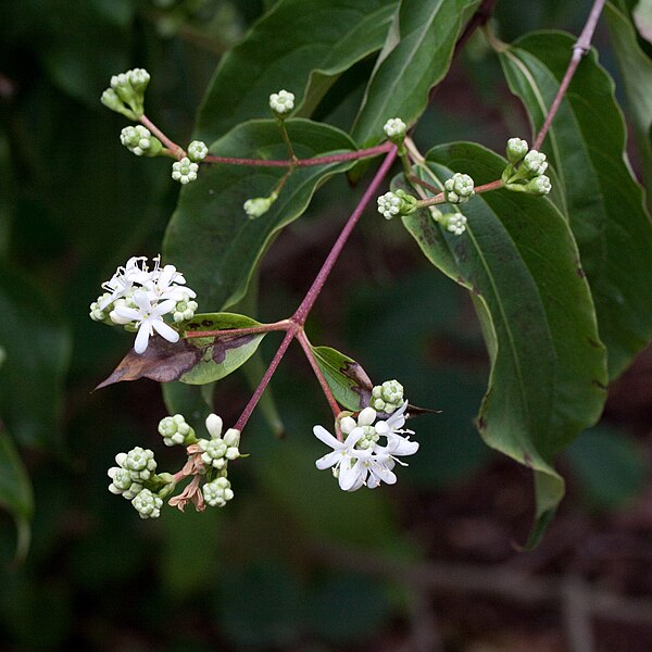 File:Heptacodium miconioides - Fleurs-2.jpg