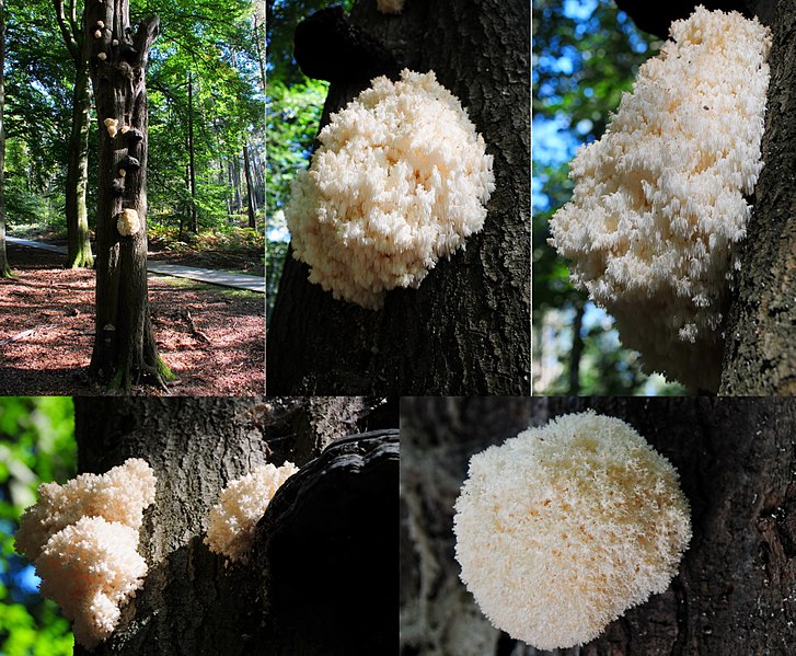 File:Hericium coralloides (GB= Coral Tooth Fungus, D= Tannenstachelbart, Syn. Bartkoralle, F= Hydne en corail, NL= Kammetjesstekelzwam) together with some Ice man fungi at Posbank near the Restaurant along the bycicle path. - panoramio.jpg