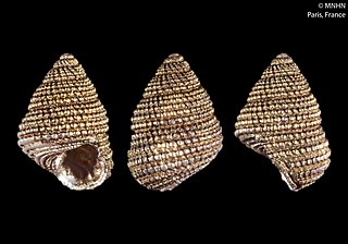 <i>Herpetopoma xeniolum</i> Species of gastropod