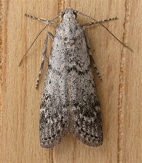<i>Heteromicta</i> Genus of moths