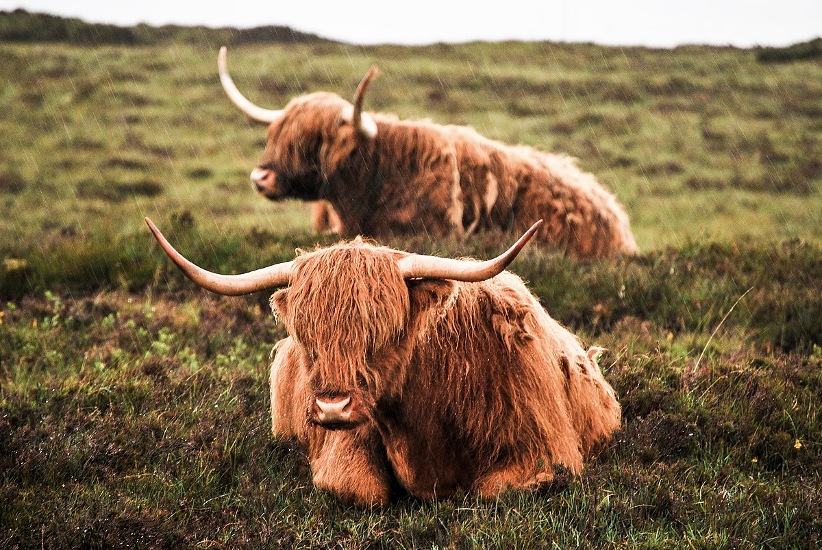 Highland cattle - Wikipedia