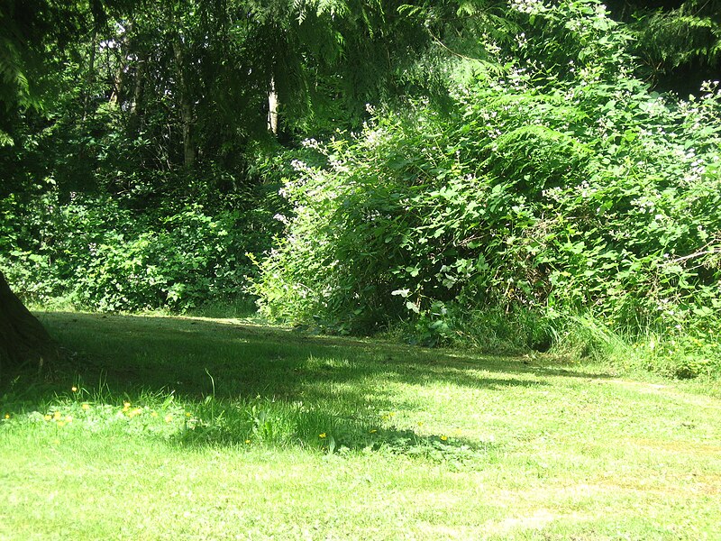 File:Himalayan Black Berry Bushes.JPG