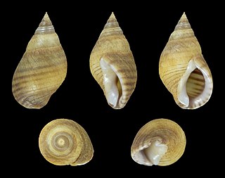 <i>Hinea</i> Genus of gastropods