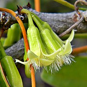 Kwiaty Ximenia americana