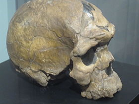 Crânio de um Homo Sapiens Idaltu.