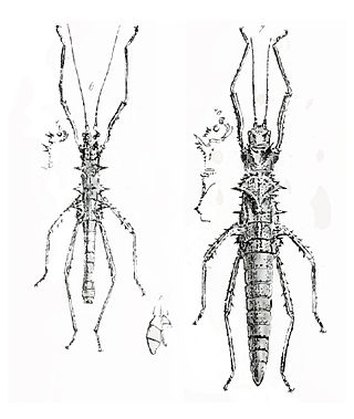 <i>Acanthoderus</i> Genus of stick insects